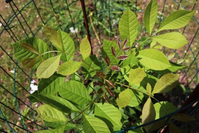 Fraxinus latifolia - jasan oregonský - listy